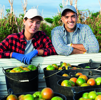 Fruit Pickers Summer 2025 350Px Wide (1)
